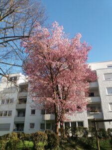 Vegetação baixa verde, uma grande árvore com flores cor-de-rosa, um prédio branco atrás, céu azul limpo.