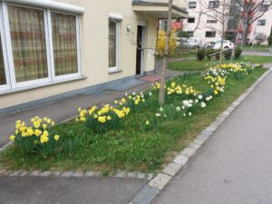 Jardim em frente a uma casa, com flores brancas e amarelas.