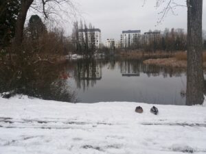 Inverno. Lago, céu nublado, prédios e vegetação seca refletidos na água, em primeiro plano neve e dois patos encolhidos.